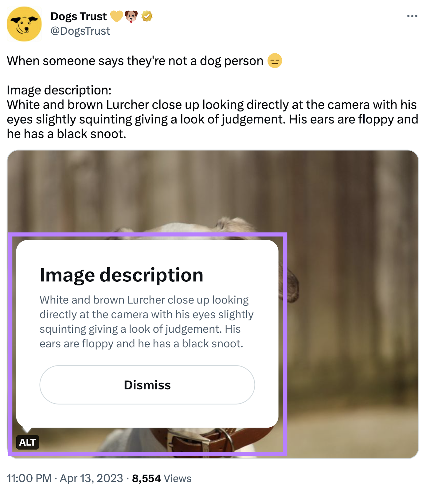 guide to alt text on social media